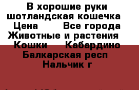 В хорошие руки шотландская кошечка › Цена ­ 7 - Все города Животные и растения » Кошки   . Кабардино-Балкарская респ.,Нальчик г.